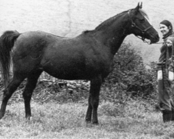 broodmare Kazra ox (Arabian thoroughbred, 1961, from Mikeno 1949 ox)
