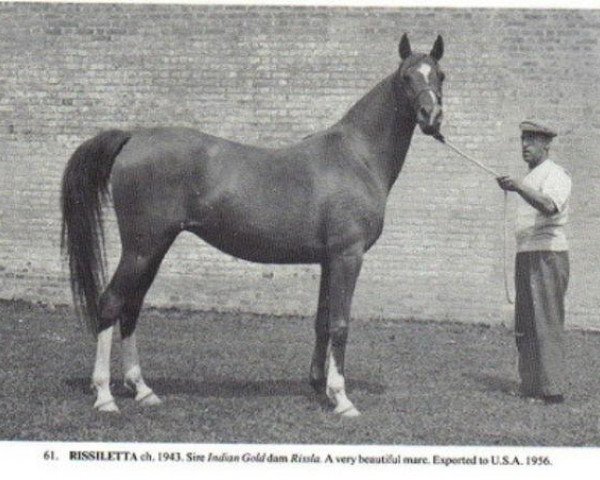 broodmare Rissiletta ox (Arabian thoroughbred, 1943, from Indian Gold ox)