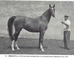 broodmare Rissiletta ox (Arabian thoroughbred, 1943, from Indian Gold ox)