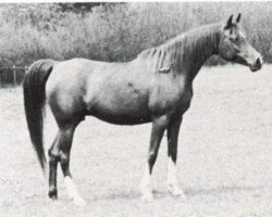 broodmare Rissalma ox (Arabian thoroughbred,  , from Dargee ox)