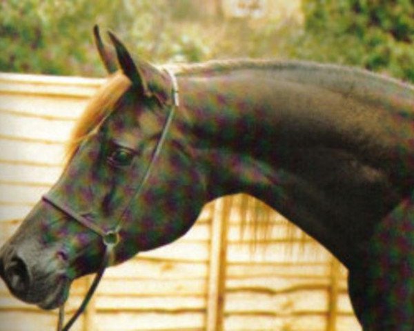 broodmare Muzri ox (Arabian thoroughbred, 1967, from Indriss ox)