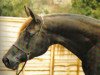 broodmare Muzri ox (Arabian thoroughbred, 1967, from Indriss ox)