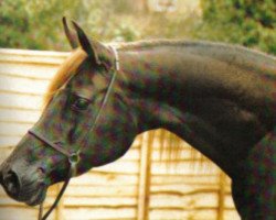 broodmare Muzri ox (Arabian thoroughbred, 1967, from Indriss ox)