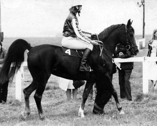 broodmare Muneera ox (Arabian thoroughbred, 1976, from Fakhr El Kheil ox)