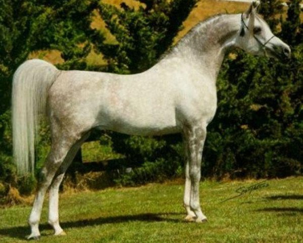 stallion El Shaklan 1975 ox (Arabian thoroughbred, 1975, from Shaker El Masri 1963 EAO)