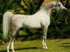 stallion El Shaklan 1975 ox (Arabian thoroughbred, 1975, from Shaker El Masri 1963 EAO)