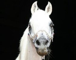 stallion Maleik El Kheil ox (Arabian thoroughbred, 1979, from El Shaklan 1975 ox)