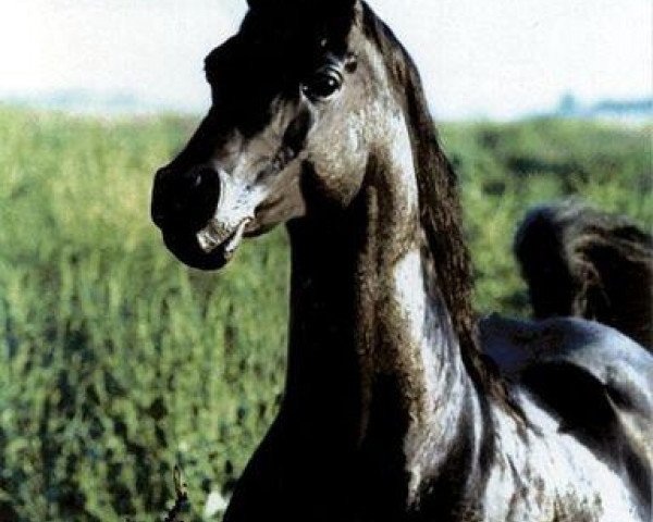 stallion Princeton Faaris (Arabian, 1977, from Faaris 1954 ox)