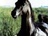 stallion Princeton Faaris (Arabian, 1977, from Faaris 1954 ox)