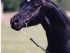 stallion So Black Alarabi (Arabian, 1990, from Blacklord Arabi EAO)