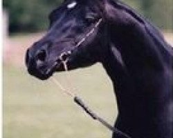 stallion So Black Alarabi (Arabian, 1990, from Blacklord Arabi EAO)