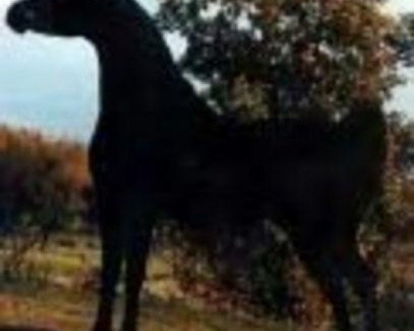 stallion Blacklord Arabi EAO (Arabian thoroughbred, 1983, from Princeton Faaris)