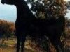 stallion Blacklord Arabi EAO (Arabian thoroughbred, 1983, from Princeton Faaris)