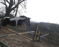 Pferd Mistique's King of the Hill (Arabisches Halbblut / Partbred, 2008, von Lostock King of the Hill)