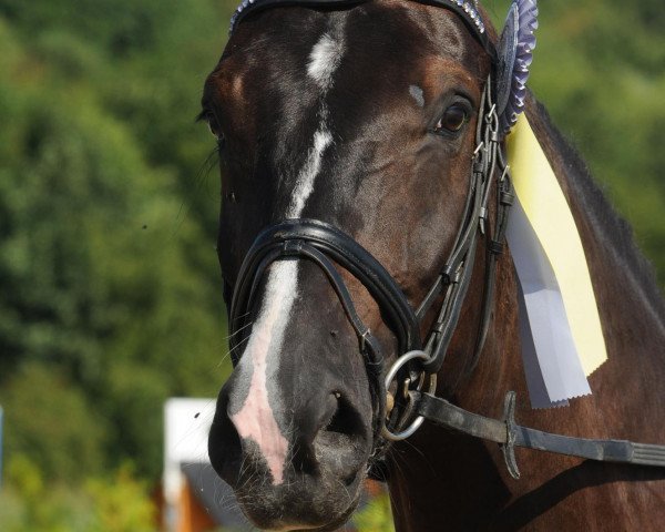 dressage horse SonnenKönig S (Hanoverian, 2009, from Sarkozy 3)