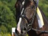 dressage horse SonnenKönig S (Hanoverian, 2009, from Sarkozy 3)