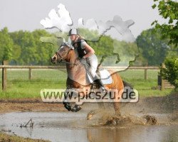 horse Frankenbach Paola (Deutsches Reitpony, 2005, from Ceres Brenin Spider)