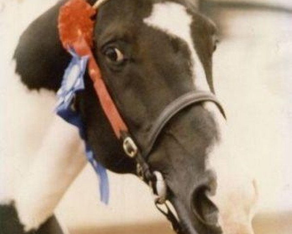 stallion Lostock Blue (Irish Sport Horse, 1982, from Better By Far xx)