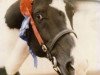 stallion Lostock Blue (Irish Sport Horse, 1982, from Better By Far xx)