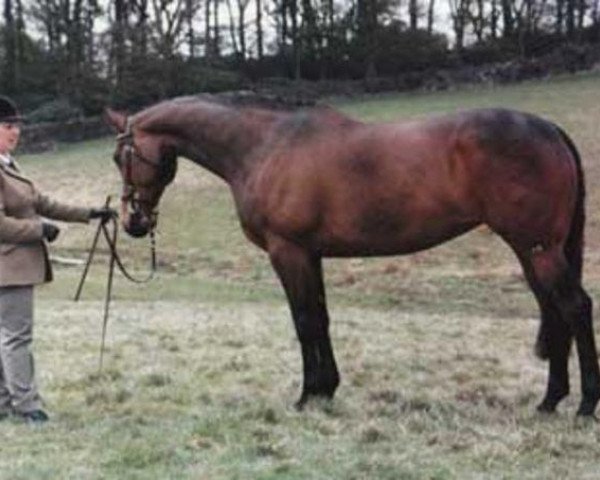 broodmare Ptarmigan (British Sport Horse,  , from Thornsett Julian)