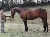 Zuchtstute Ptarmigan (British Sport Horse,  , von Thornsett Julian)