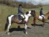 Deckhengst Lostock Peregrine (Irish Sport Horse, 1995, von Lostock Blue)