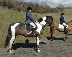 stallion Lostock Peregrine (Irish Sport Horse, 1995, from Lostock Blue)