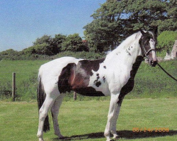 stallion Lostock King of the Hill (British Sport Horse, 1999, from Lostock Peregrine)