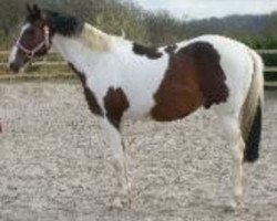 dressage horse Picasso (Roan Warmblood, 2003, from Parade D)