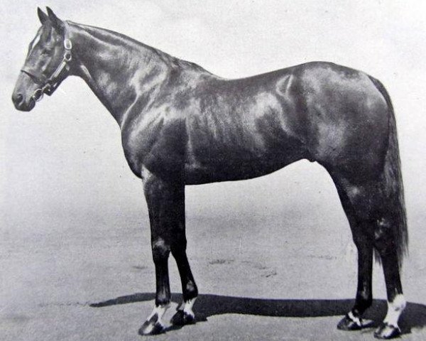 stallion Above Suspicion xx (Thoroughbred, 1956, from Court Martial xx)