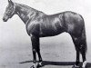 stallion Above Suspicion xx (Thoroughbred, 1956, from Court Martial xx)