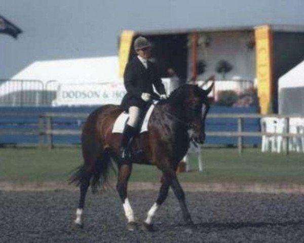 broodmare Chanel V (British Sport Horse, 1991, from Moor House xx)