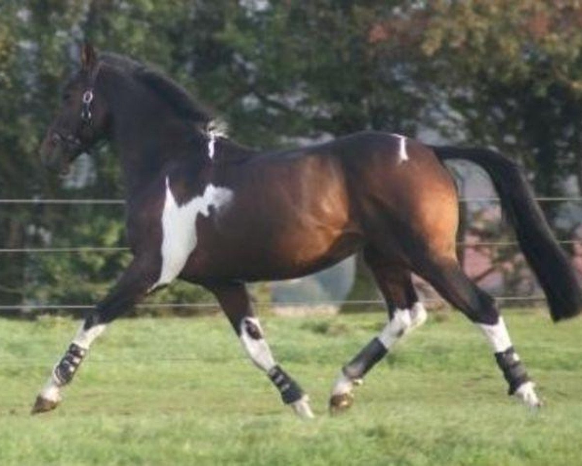 horse Daydream (Holländisches riding ponies, 2002, from Parade D)