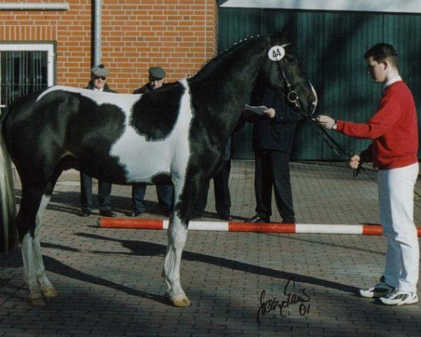 Deckhengst Parade D (Koninklijk Warmbloed Paardenstamboek Nederland (KWPN), 1997, von Ed King Hill)
