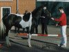 stallion Parade D (KWPN (Royal Dutch Sporthorse), 1997, from Ed King Hill)