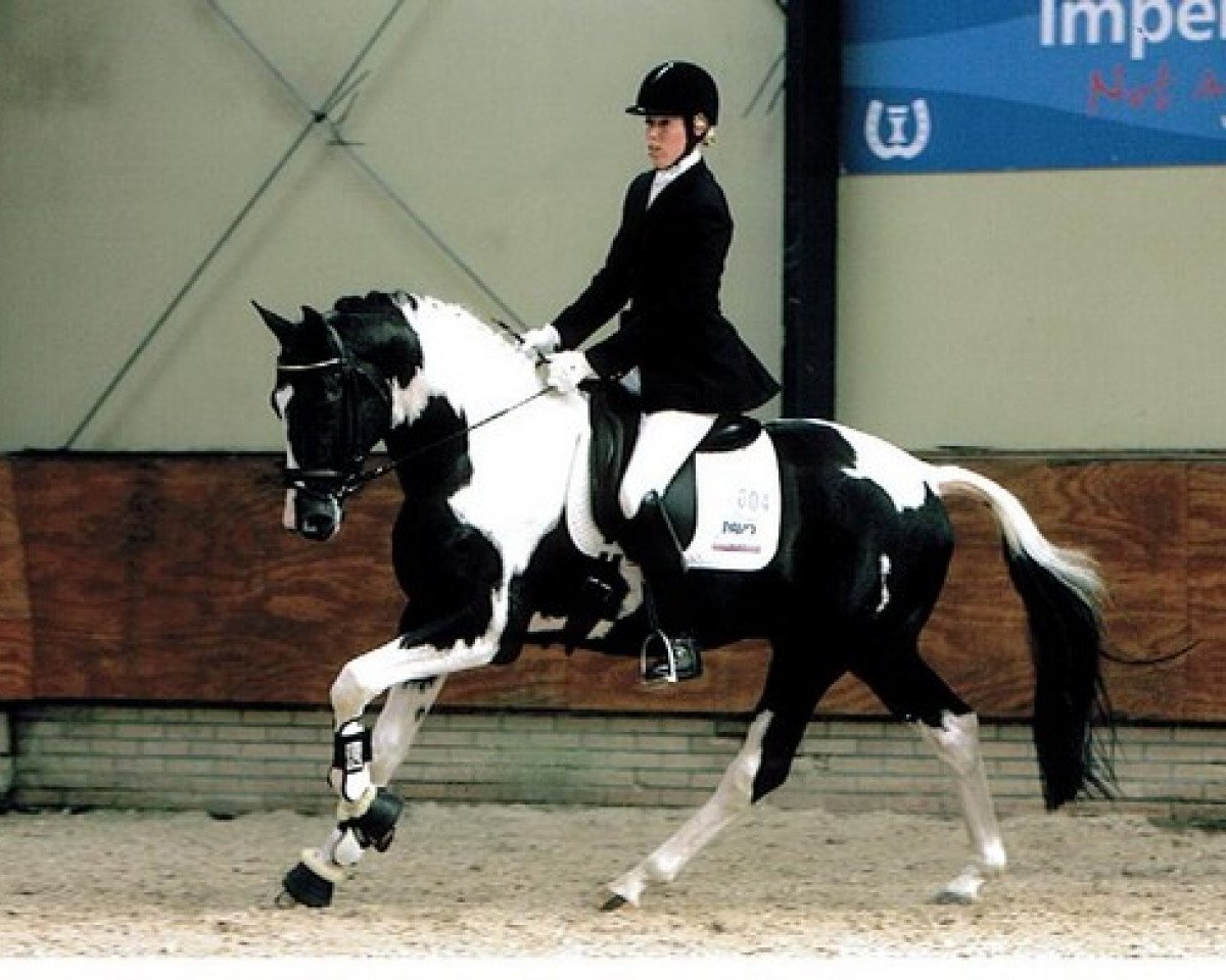 Deckhengst Haico (Nederlands Rijpaarden en Pony, 2003, von Haarlem)