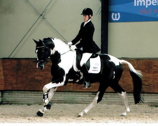 stallion Haico (Nederlands Rijpaarden en Pony, 2003, from Haarlem)