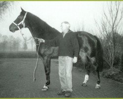 Zuchtstute Haafke (KWPN (Niederländisches Warmblut), 1989, von Zandigo)