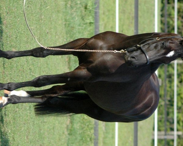 horse Soraja (Hanoverian, 2006, from Sandro Song)