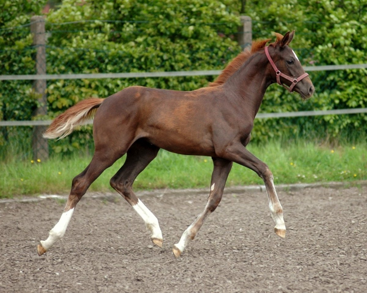 broodmare Bella Luna (Hanoverian, 2005, from Belissimo NRW)