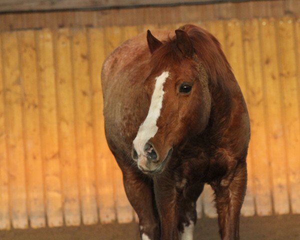 Pferd Hondsrug Petrarca II (Welsh Pony (Sek.B), 1996, von Blethni Puck)