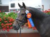 stallion Choco Boy (German Riding Pony, 2009, from FS Cover Boy)