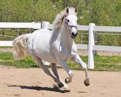 broodmare Viktoria (Oldenburg, 1996, from Liberty M)