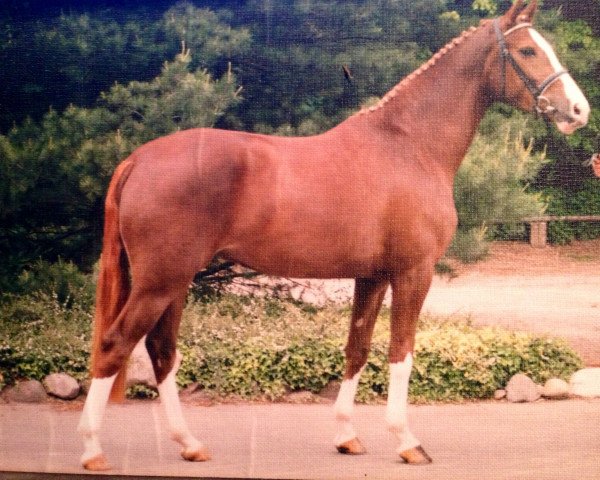 broodmare Portobella G.i.H. (Westphalian, 2001, from Portland L)