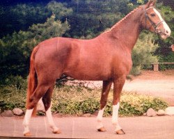 broodmare Portobella G.i.H. (Westphalian, 2001, from Portland L)