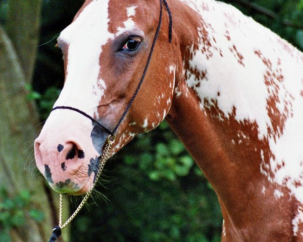 horse Mehani (Paint Horse, 1991, from Schajenn)