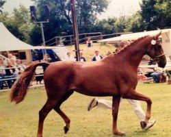 Zuchtstute Wacanta G.i.H. (Westfale, 2002, von World Magic)