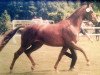 broodmare Wienna G.i.H. (Westphalian, 1998, from Weyden)