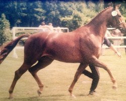 broodmare Wienna G.i.H. (Westphalian, 1998, from Weyden)