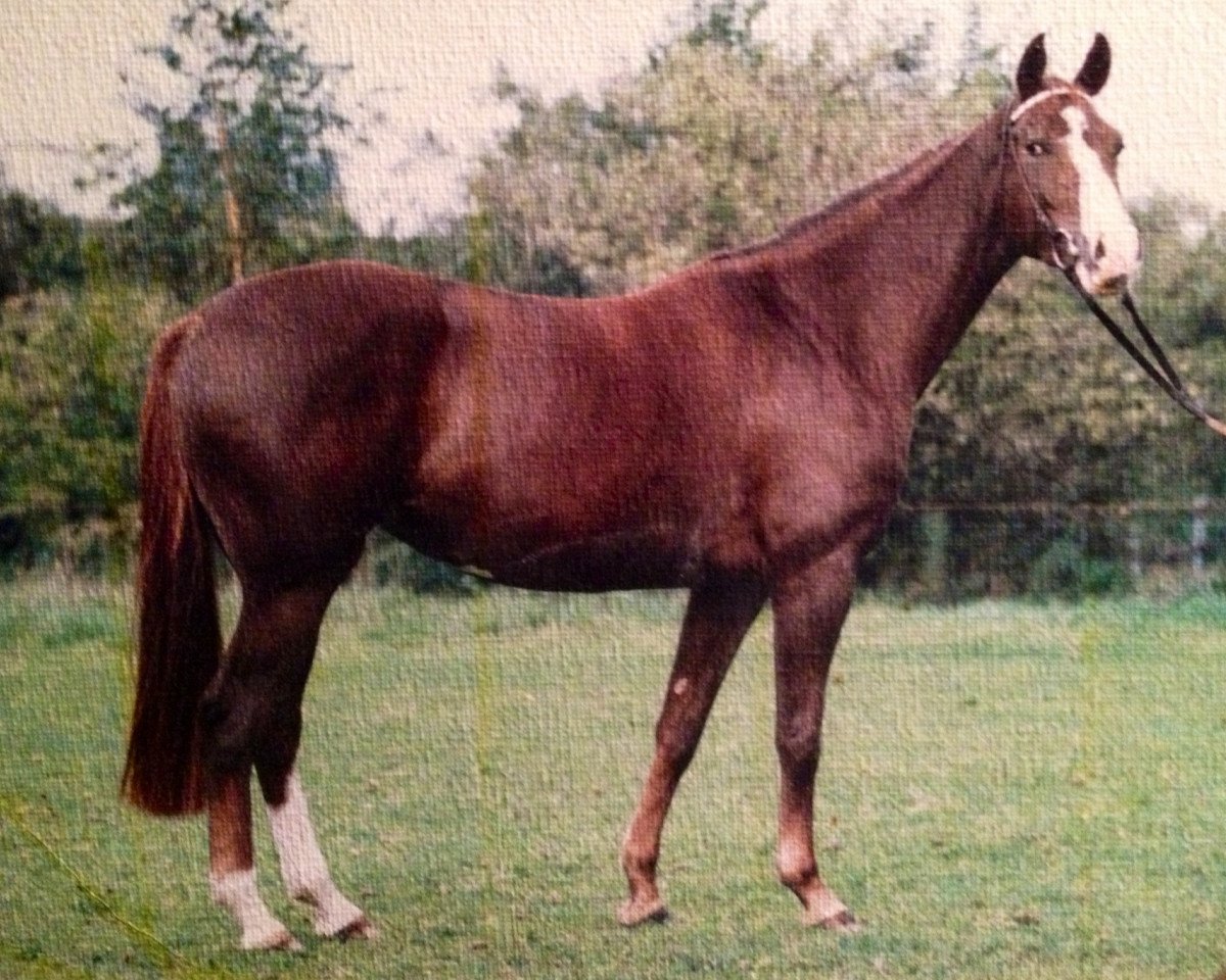 broodmare Romance (Westphalian, 1984, from Romadour II)